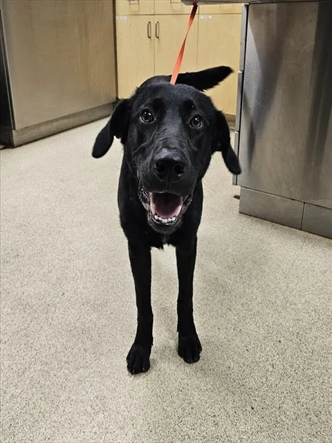 A young medium-sized female Labrador Retriever dog named River for adoption in Riverside, CA