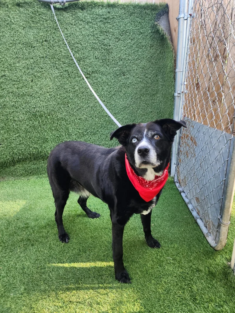 A senior large-sized female Black Labrador Retriever dog named Raven for adoption in Oak Point, TX