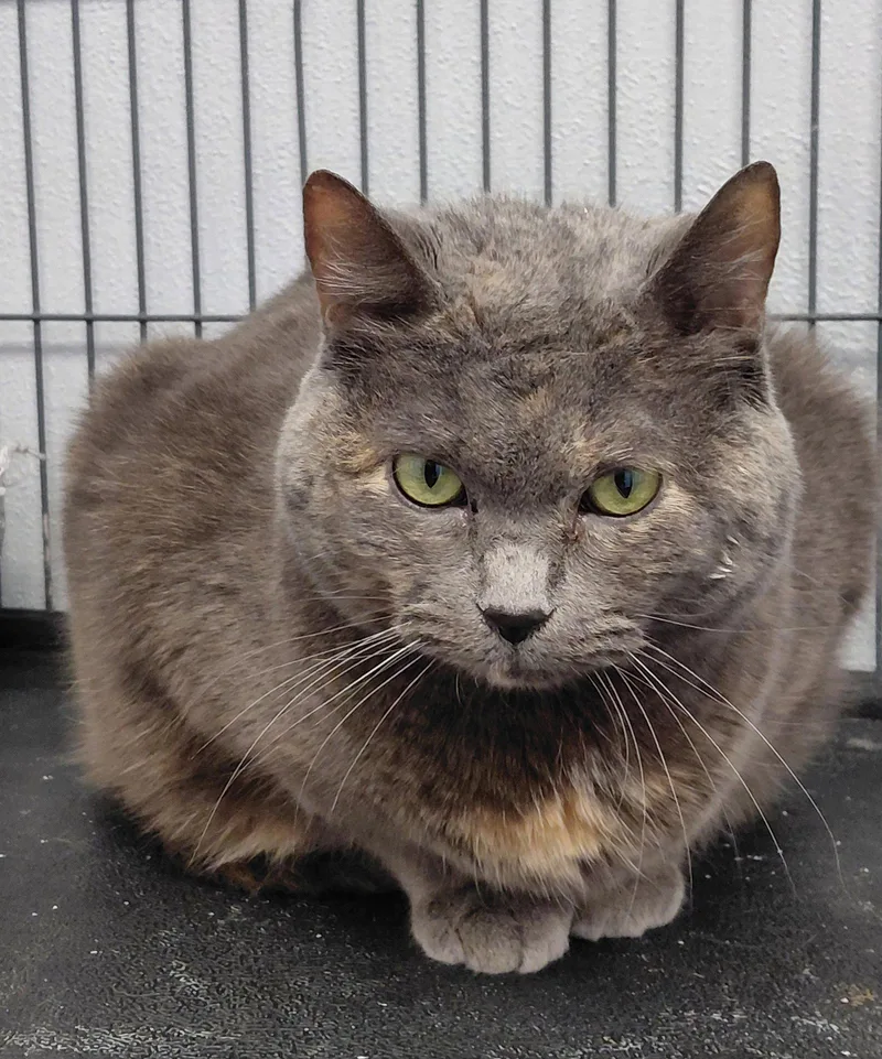 An adult large-sized female Domestic Short Hair cat named Thelma for adoption in Montello, WI