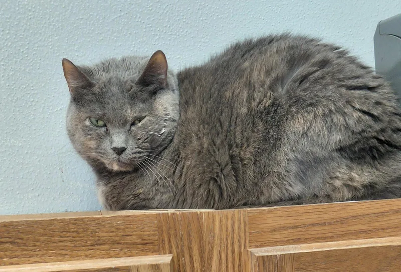 Thelma thumbnail 3