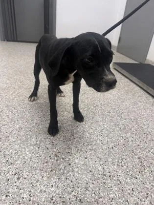 A baby small-sized male Retriever dog named Puppy for adoption in Gastonia, NC