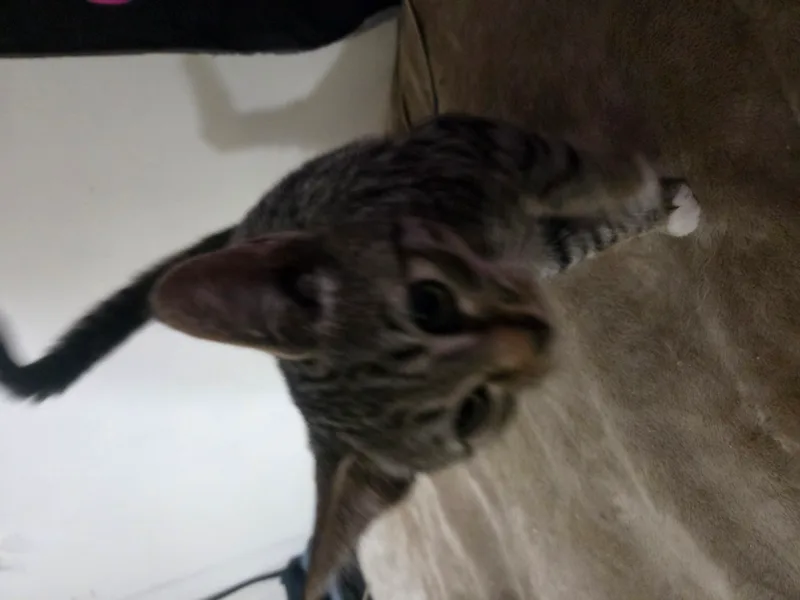 Sweety