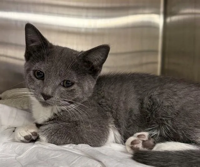 A baby small-sized female Domestic Short Hair cat named Celina for adoption in Aliquippa, PA