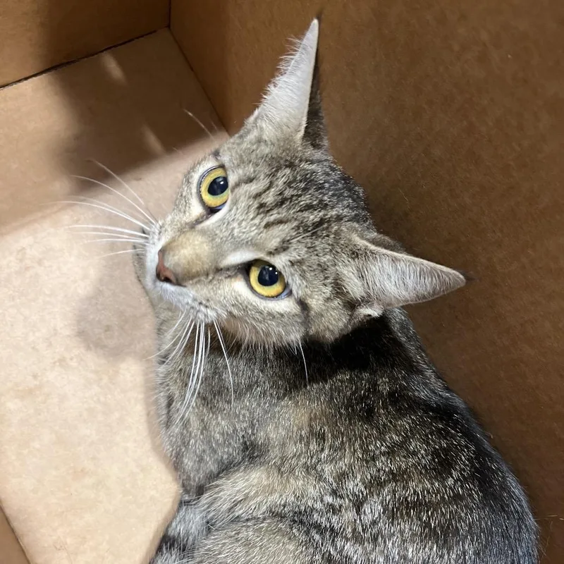 A young medium-sized female Gray / Blue / Silver Domestic Short Hair cat named Heaven for adoption in Tampa, FL
