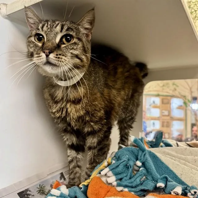 An adult small-sized female Domestic Short Hair cat named Felisha for adoption in Riverside, CA