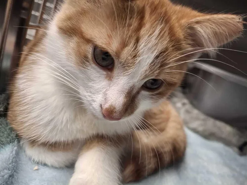 A baby small-sized male Domestic Short Hair cat named And Son for adoption in Bowling Green, OH