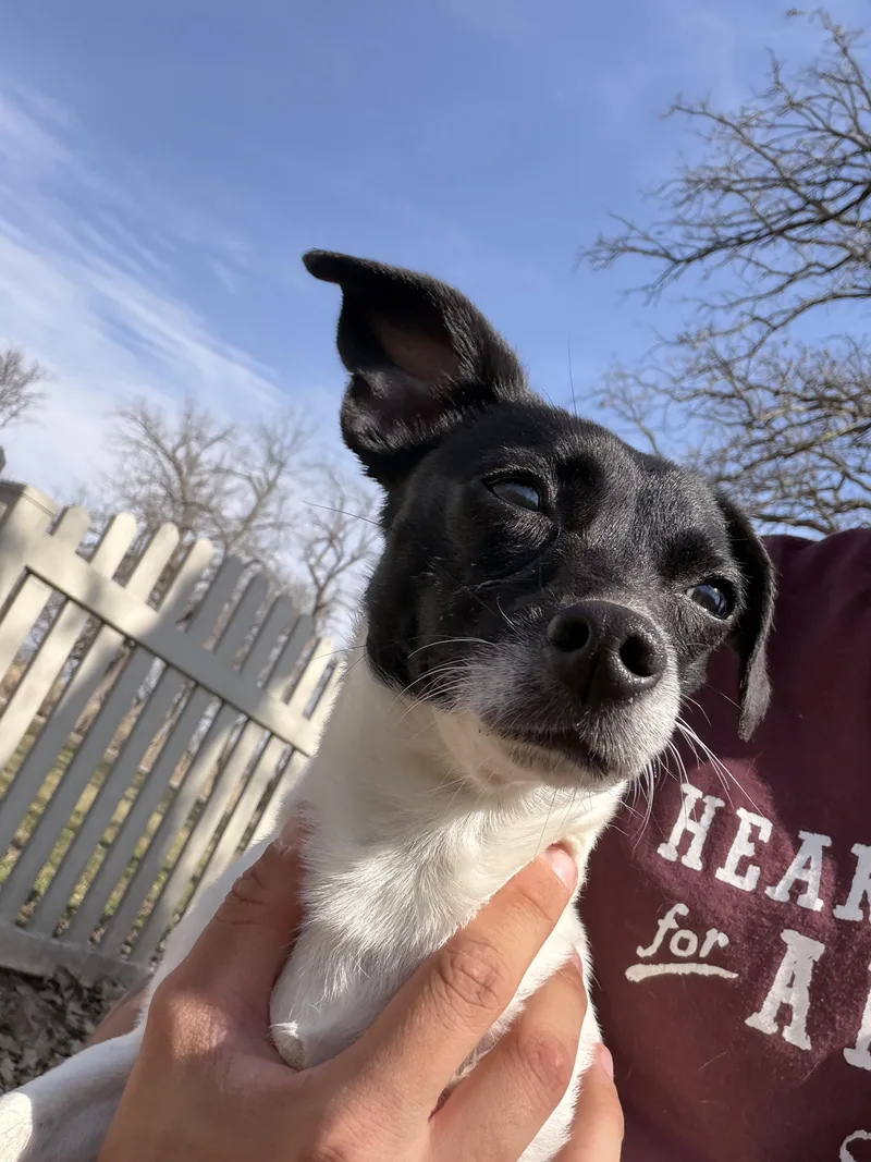 Clarisse thumbnail 4