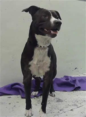 An adult medium-sized male Staffordshire Bull Terrier dog named Bronson for adoption in Houston, TX