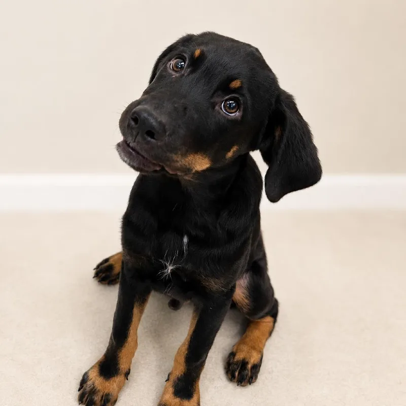 A baby medium-sized male Black and Tan Coonhound dog named Fork for adoption in Hopkinton, MA
