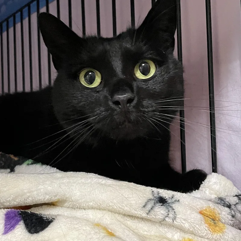 An adult medium-sized female Black Domestic Short Hair cat named Wraven for adoption in West Swanzey, NH