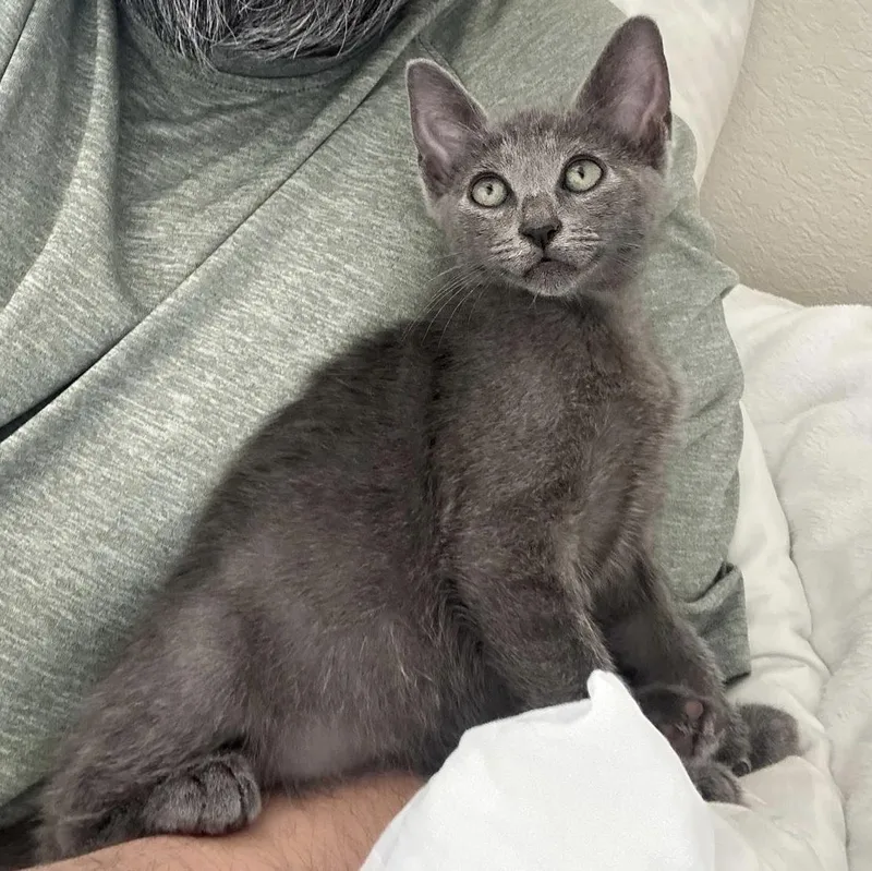 A baby small-sized female Gray / Blue / Silver Domestic Short Hair cat named Azul  Riley fuzzell for adoption in Spring, TX