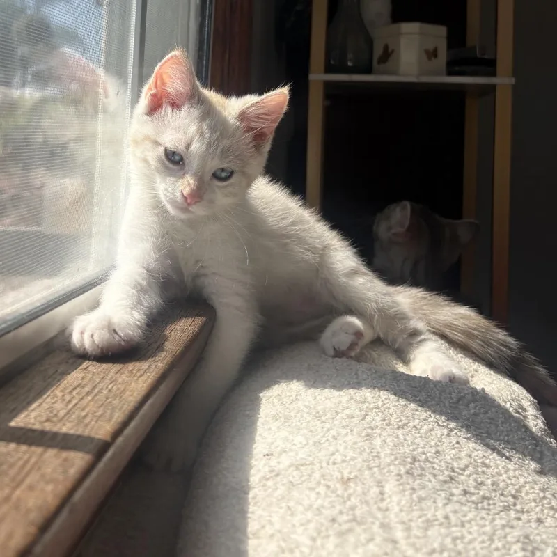 Stella