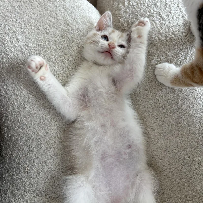 Stella thumbnail 3