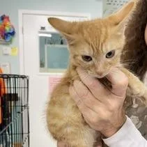 A baby small-sized female Orange / Red Domestic Short Hair cat named Iron Maiden for adoption in Marble, NC