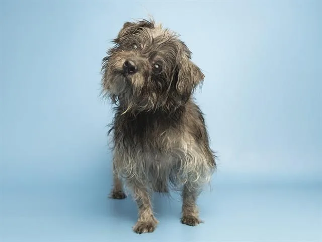 An adult medium-sized male Cairn Terrier dog named Dusty for adoption in Phoenix, AZ