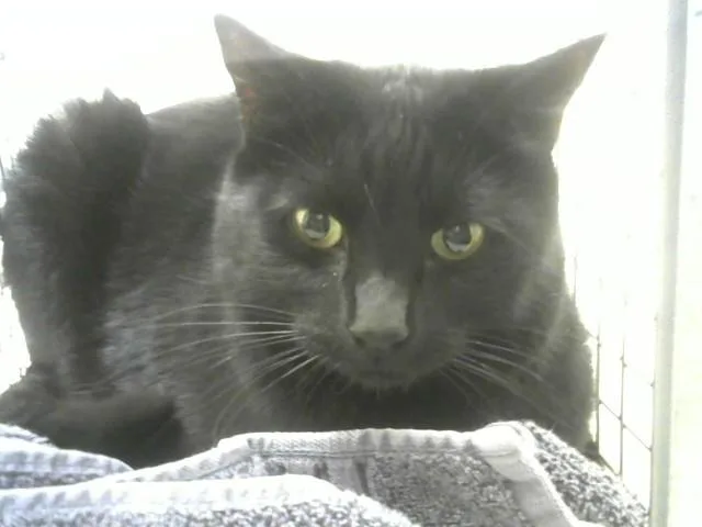 A senior small-sized male Domestic Short Hair cat named Baxter for adoption in Loveland, CO
