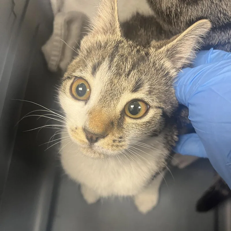 A baby small-sized female Brown / Chocolate Domestic Short Hair cat named 71407 for adoption in Harrisonburg, VA