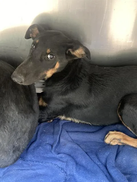 A young large-sized female Mixed Breed dog named Garnet for adoption in Dallas, TX