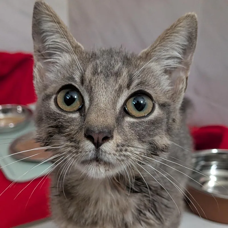 A baby small-sized male Domestic Short Hair cat named Xander for adoption in Fairfax, VA