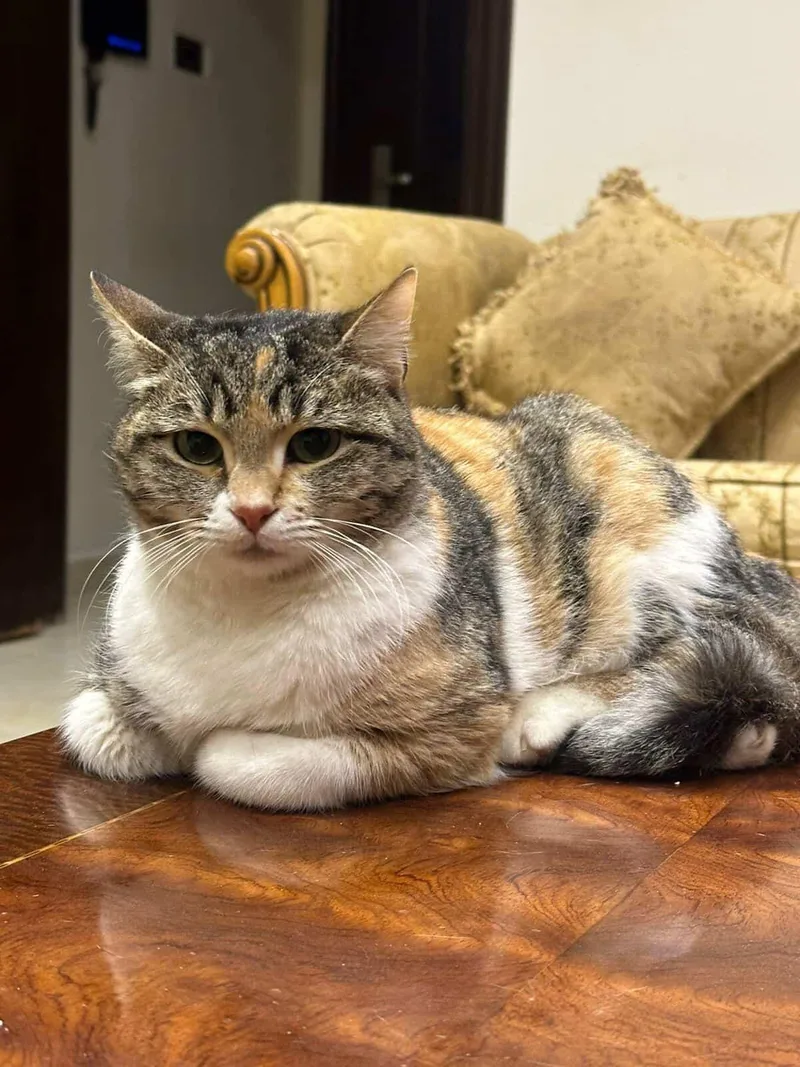 An adult medium-sized female Calico Domestic Short Hair cat named Balila  The Calmest for adoption in Somerset, NJ