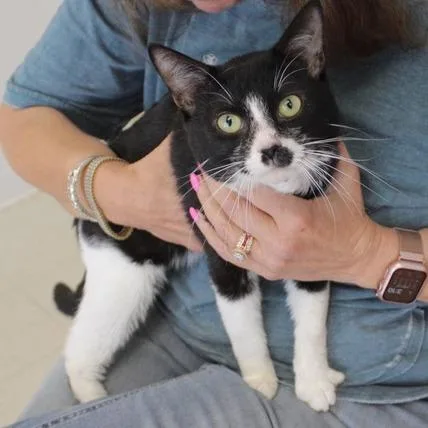 A young medium-sized male Black Domestic Short Hair cat named Ronnie for adoption in Birmingham, AL