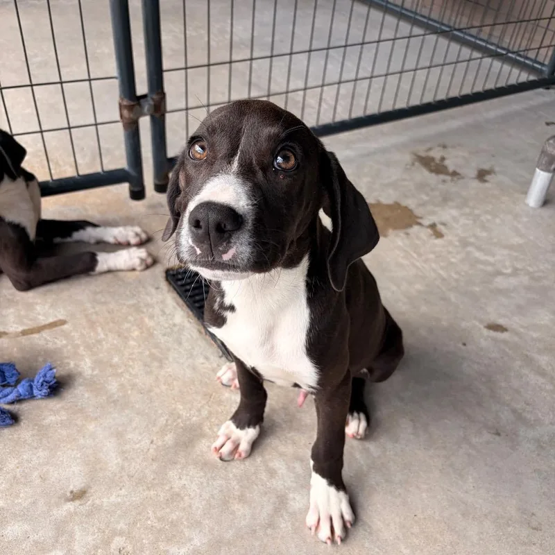 A baby small-sized male Black Mixed Breed dog named Cooper for adoption in Deerfield, IL