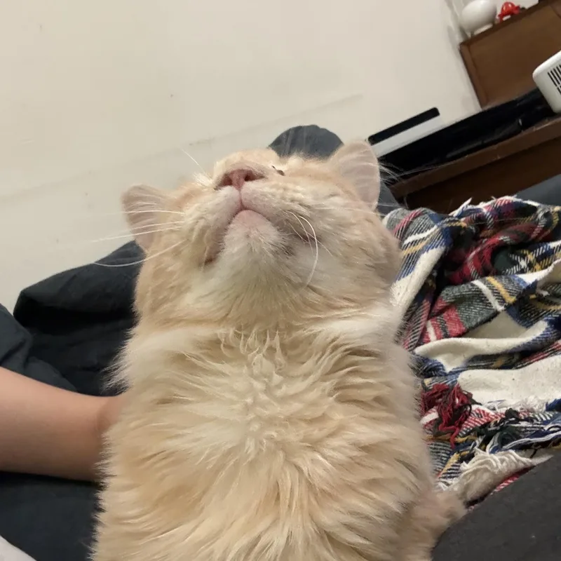 An adult large-sized male Orange & White Domestic Long Hair cat named Dennis for adoption in Pacific Palisades, CA