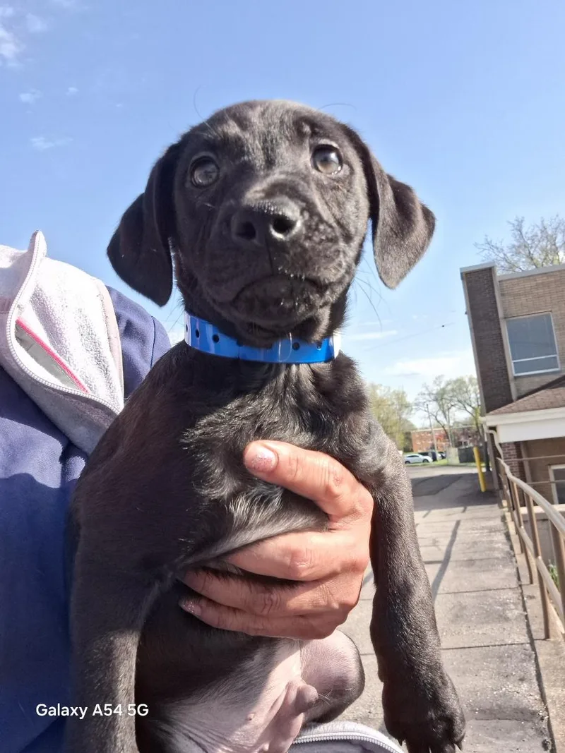 A baby medium-sized male Black Labrador Retriever dog named Homer for adoption in Parma, OH