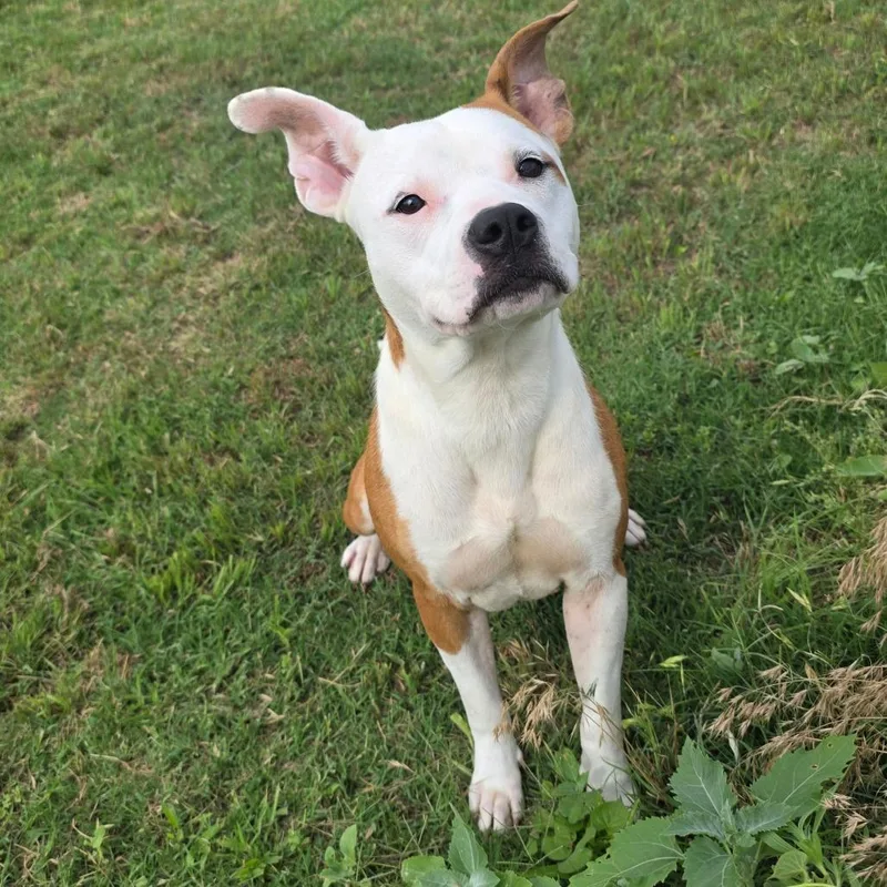 An adult medium-sized female Brown / Chocolate Pit Bull Terrier dog named Pixie for adoption in Norman, OK