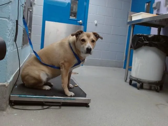 An adult medium-sized female Australian Cattle Dog / Blue Heeler dog named Khloe for adoption in Albuquerque, NM