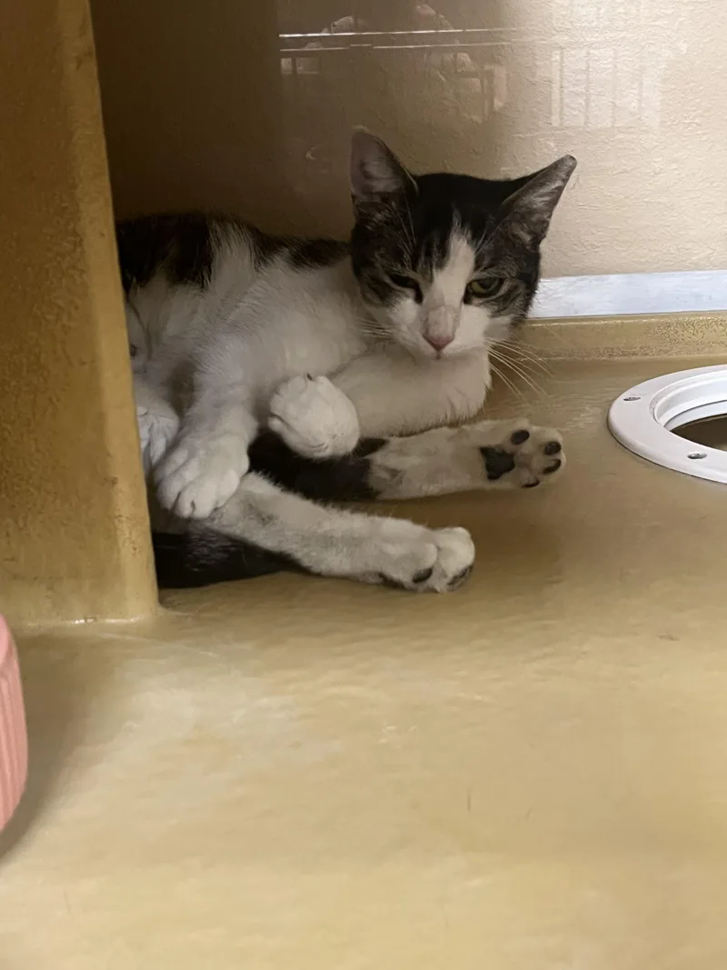 A young medium-sized female Tabby (Gray / Blue / Silver) Domestic Short Hair cat named Millet for adoption in Maple Heights, OH