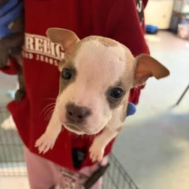 A baby small-sized male Yellow / Tan / Blond / Fawn Pit Bull Terrier dog named Harpy for adoption in Charlottesville, VA