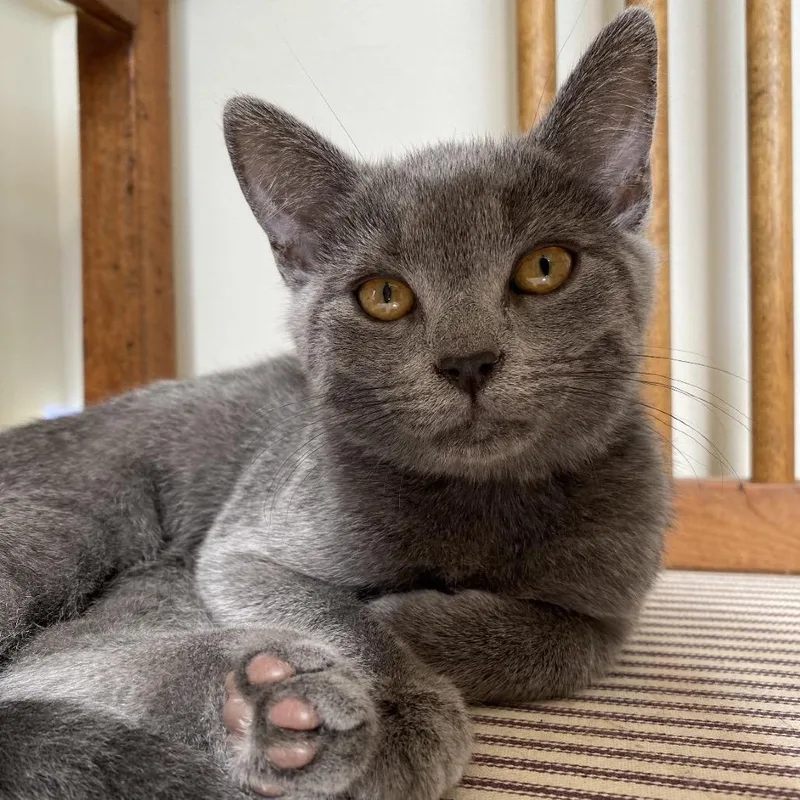 A young small-sized female Domestic Short Hair cat named Honeybee for adoption in Stokesdale, NC