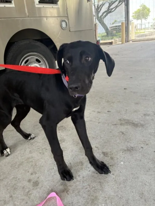 A young medium-sized female Labrador Retriever dog named Piper for adoption in Texas City, TX