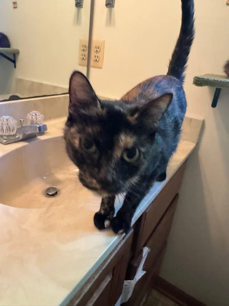 An adult medium-sized female Tortoiseshell Domestic Short Hair cat named Cat in the Hat for adoption in Grand Rapids, MI