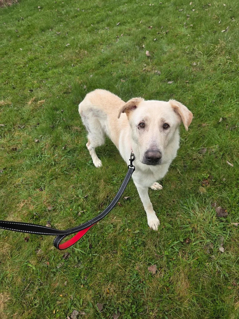 An adult large-sized female Yellow / Tan / Blond / Fawn Yellow Labrador Retriever dog named Bailey Rosenot Accepting Applications for adoption in Medina, OH
