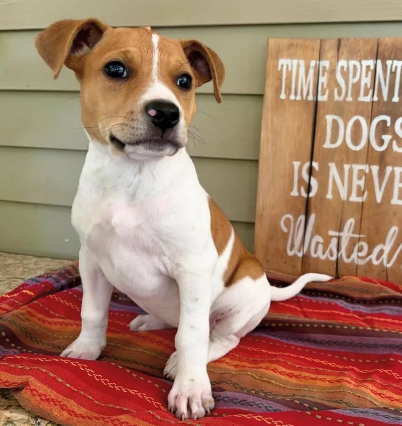A baby medium-sized female Jack Russell Terrier dog named Daisy for adoption in Walker, LA