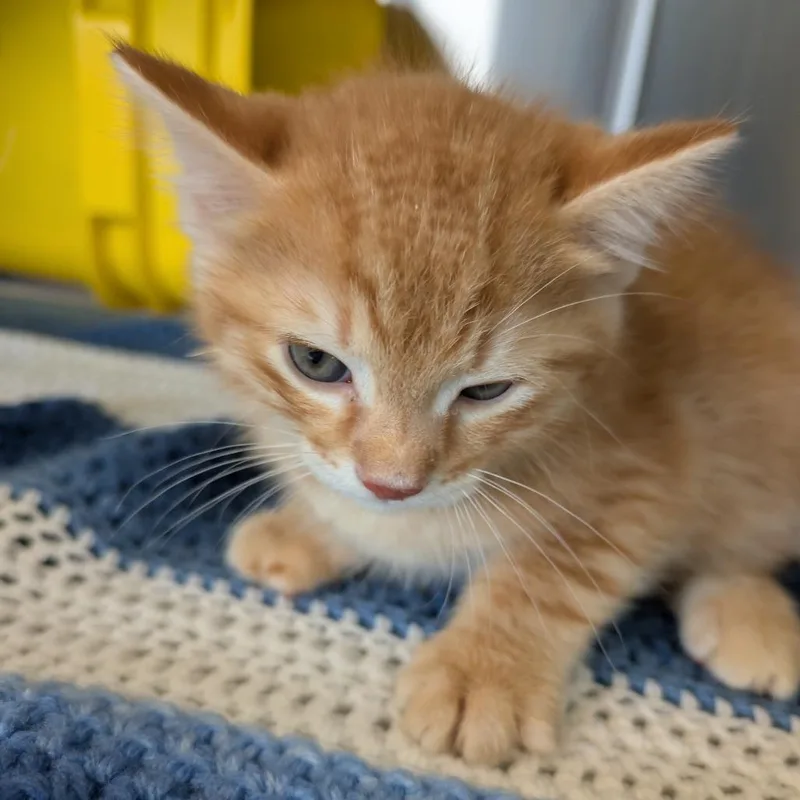 A baby small-sized male Orange / Red Domestic Short Hair cat named Courage for adoption in Manhattan, KS
