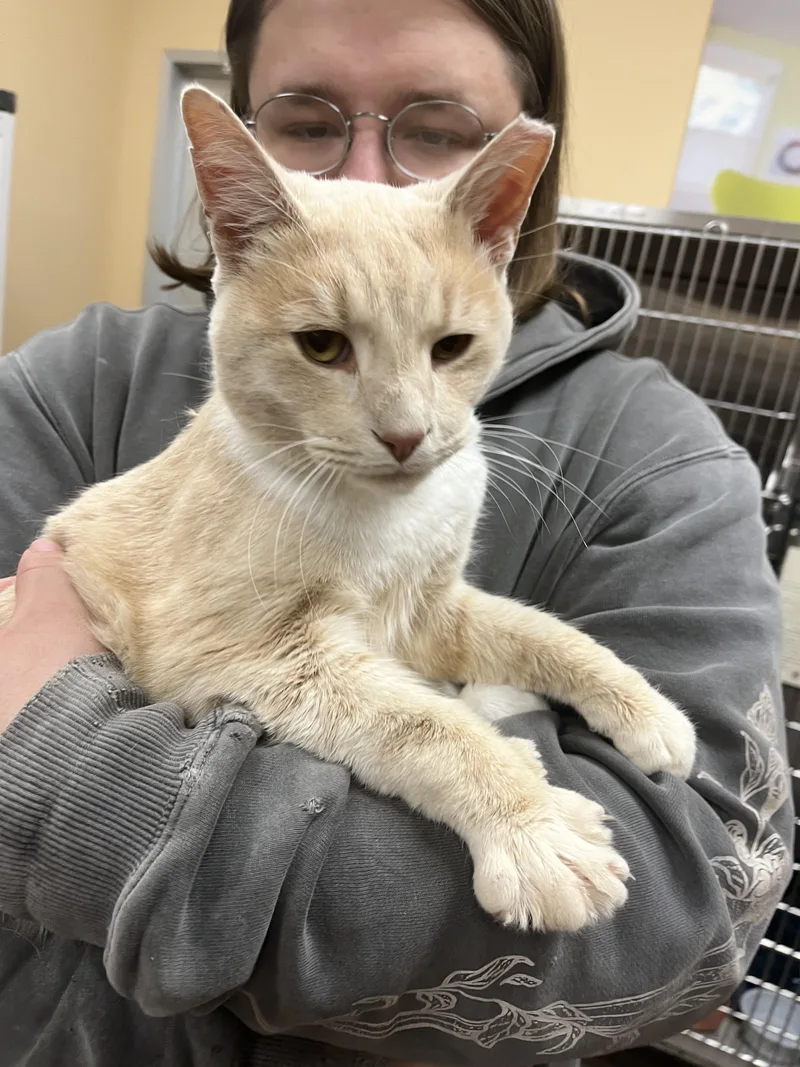 An adult medium-sized male Orange & White Domestic Short Hair cat named Monocyte for adoption in Maple Heights, OH