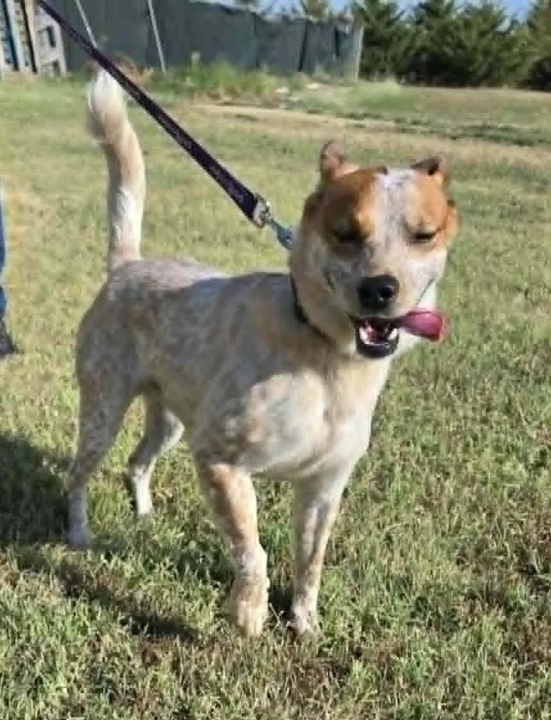 An adult medium-sized male Red / Chestnut / Orange Australian Cattle Dog / Blue Heeler dog named Dennis for adoption in Larned, KS