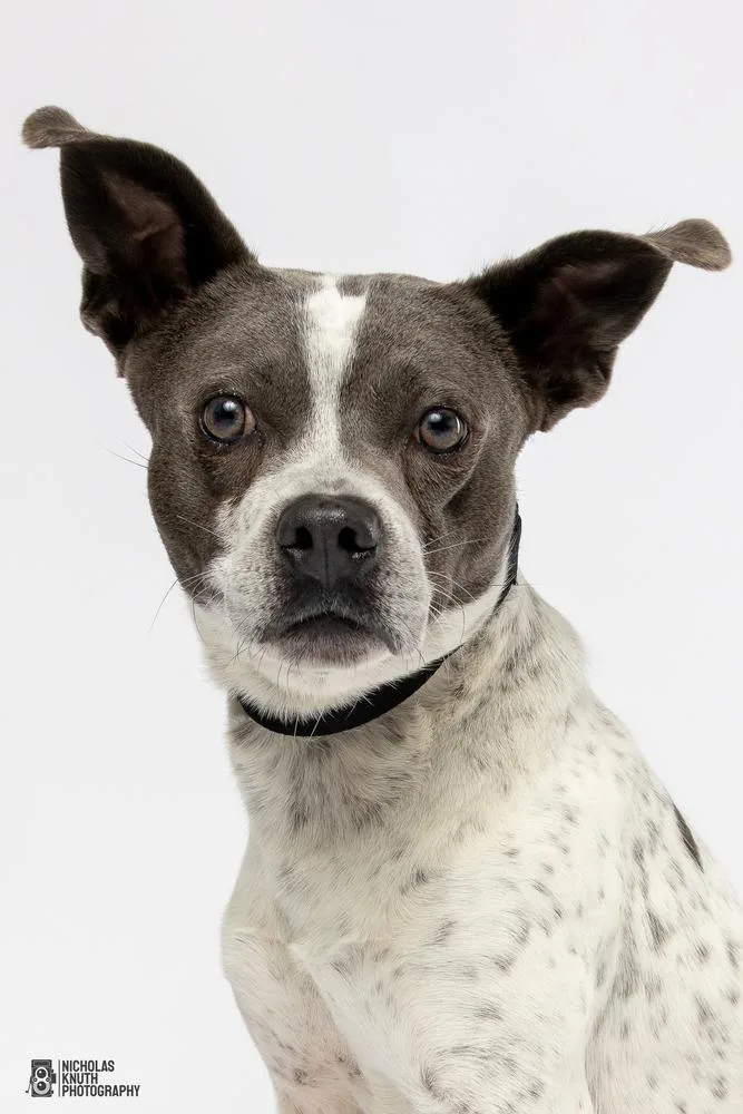 A young medium-sized male Tricolor (Brown, Black, & White) Pit Bull Terrier dog named Koa for adoption in Palatine, IL