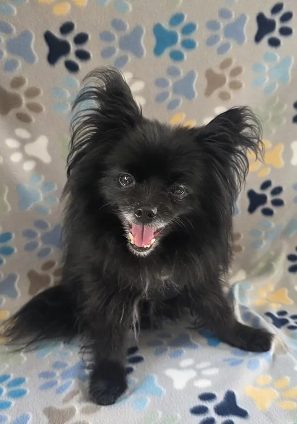 A senior small-sized male Pomeranian dog named Cody for adoption in Osage Beach, MO
