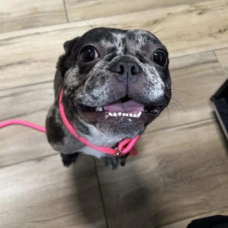 A baby small-sized female Black French Bulldog dog named Bria for adoption in Newark, NJ
