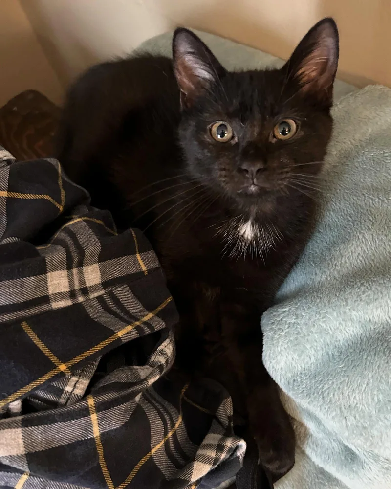A baby medium-sized female Black Domestic Short Hair cat named Magenta for adoption in Rochester, NY