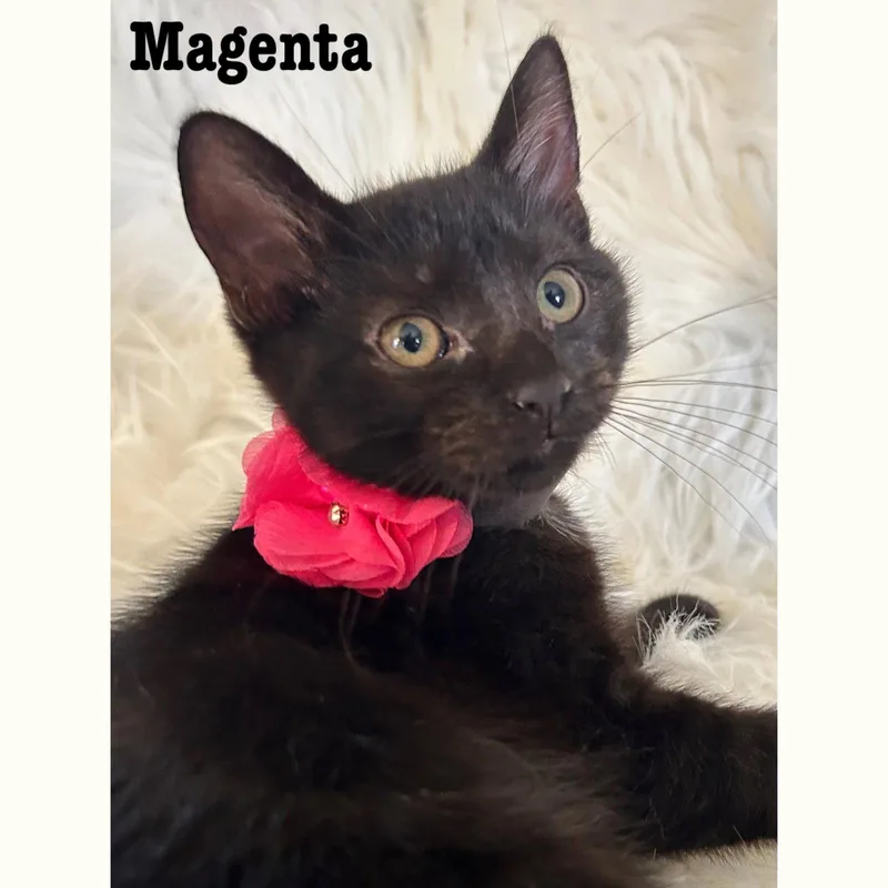 Magenta thumbnail 2