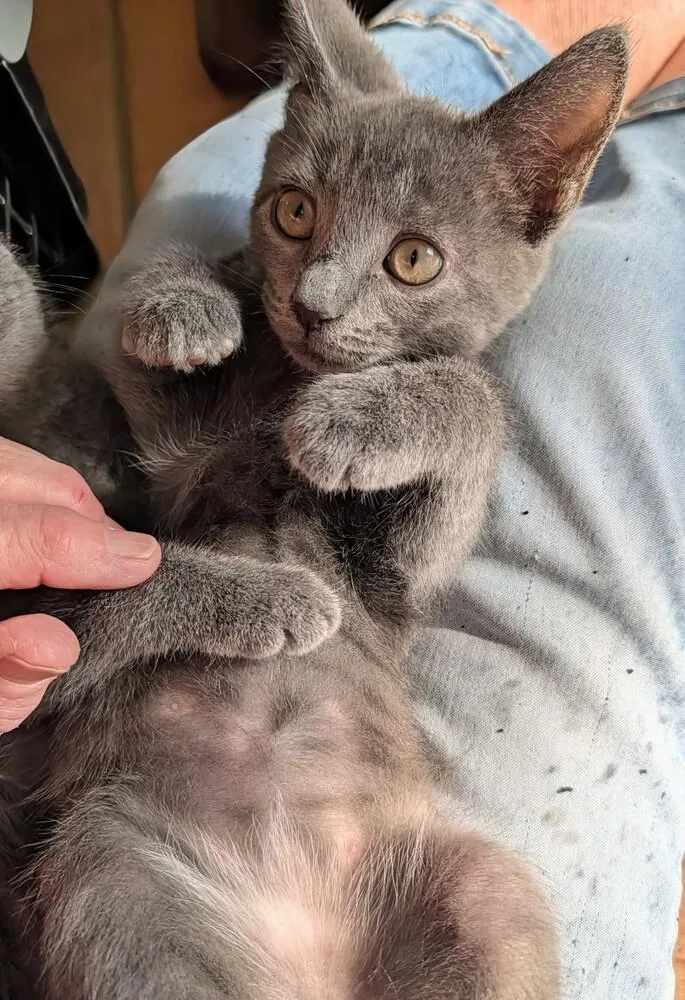 A baby small-sized male Blue Point Domestic Short Hair cat named Bennie for adoption in Louisa, VA