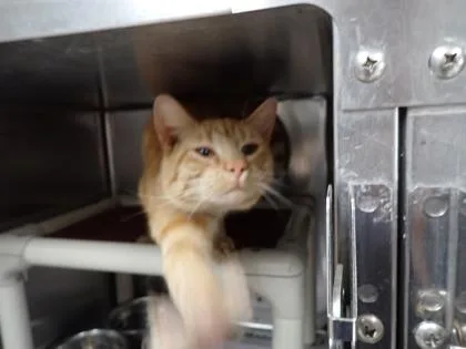 An adult medium-sized male Domestic Short Hair cat named Brucie for adoption in Taylorsville, NC