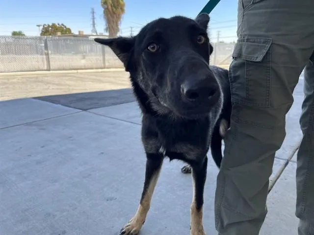 A young medium-sized male German Shepherd Dog dog named Ranger for adoption in Bakersfield, CA