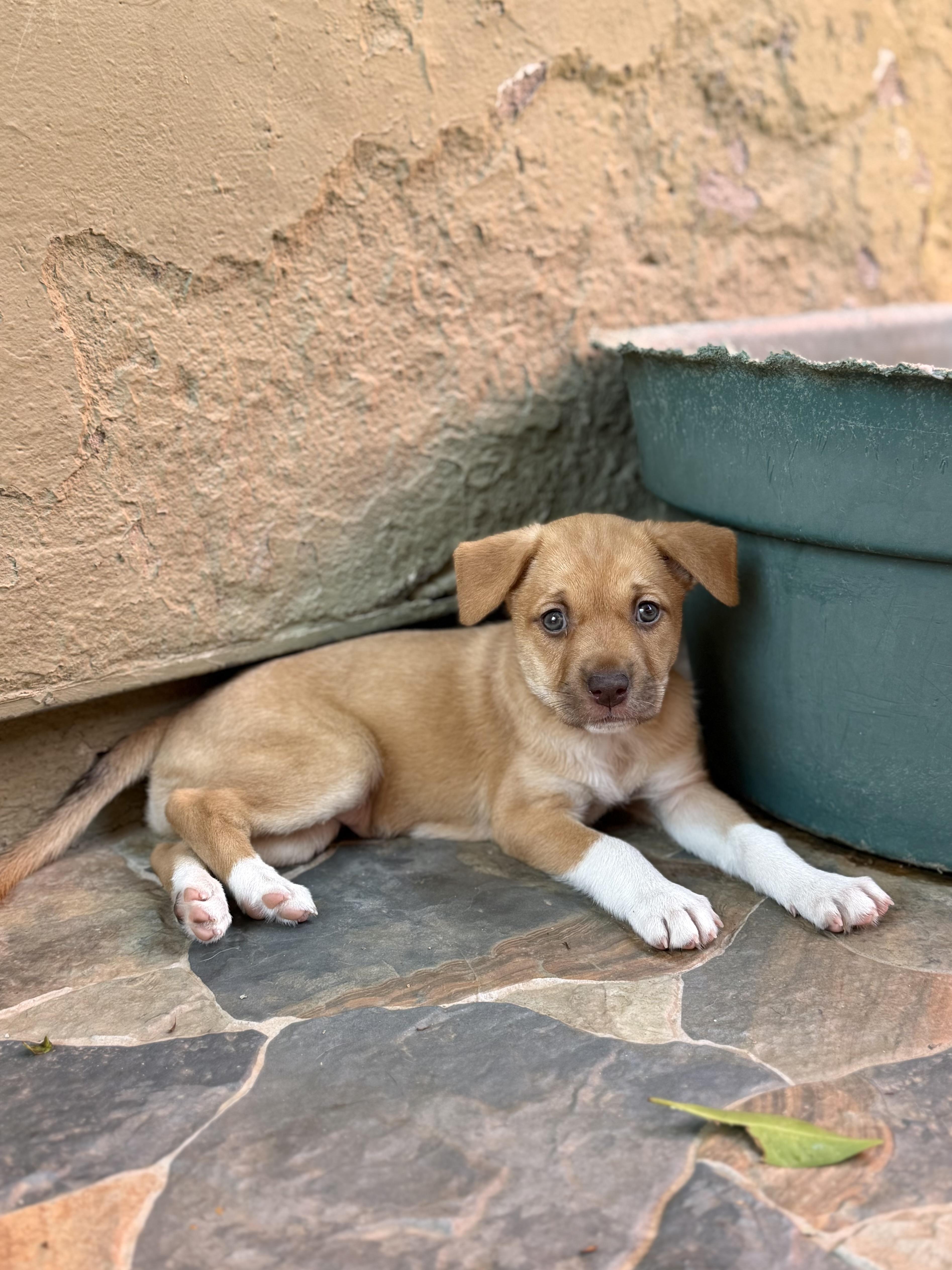 A young medium-sized female Apricot / Beige Mixed Breed dog named Athena for adoption in Glendale, AZ