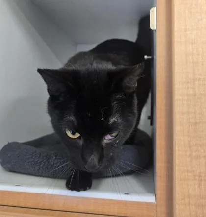 An adult medium-sized male Black Domestic Short Hair cat named Loopy for adoption in Phoenixville, PA